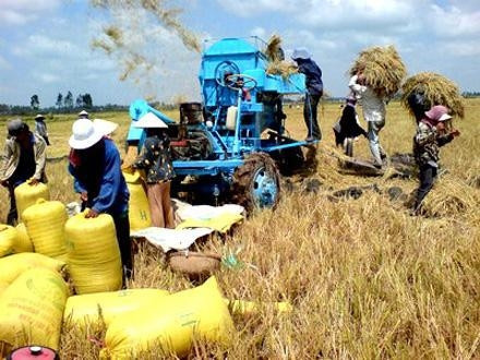 Nông dân huyện Hồng Dân thu hoạch lúa.