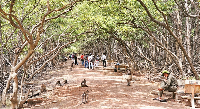 Cảnh nguyên sơ của rừng ngập mặn và đảo khỉ là một trong những thế mạnh thu hút khách của Cần Giờ hiện nay.