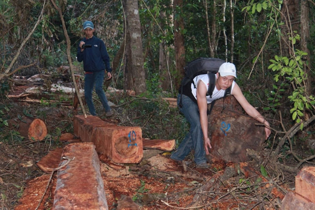 “Công trường” phá rừng và khai thác gỗ quy mô lớn thuộc lâm phận do Công ty lâm nghiệp Chư Phả quản lý nằm trên địa bàn huyện Ea H’leo được phát hiện vào tháng 11-2017.