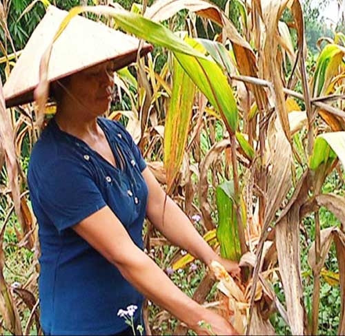 Bà Nguyệt tại ruộng ngô mất trắng của mình.