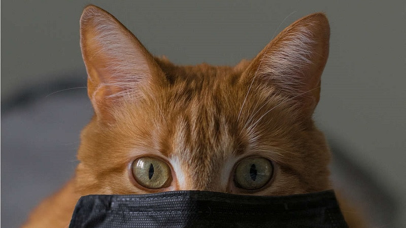 Động vật có thể mắc Covid-19 từ người, dù nguy cơ rất thấp.