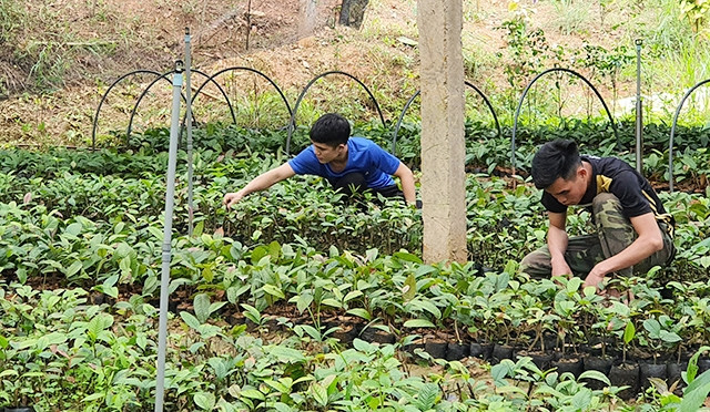 Chăm sóc vườn ươm trà hoa vàng tại Công ty cổ phần Kinh doanh lâm sản Đạp Thanh.