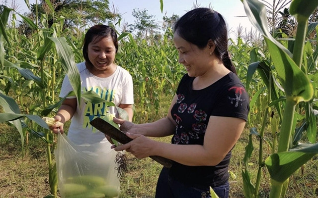 "Làng nông thuận thiên" hướng tới hỗ trợ các cộng đồng trở nên bền vững hơn về sản xuất nông nghiệp, phát triển sinh kế. Ảnh: ICRAF