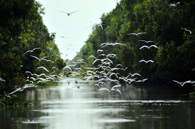 Nhờ nỗ lực bảo vệ, loài cò Ngàng Lớn vẫn có cuộc sống bình yên.