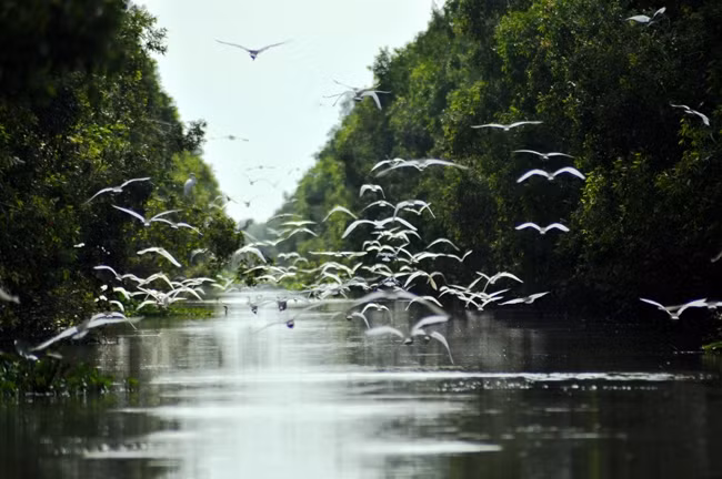 Nhờ nỗ lực bảo vệ, loài cò Ngàng Lớn vẫn có cuộc sống bình yên.