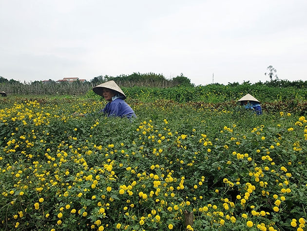 Người dân Nghĩa Trai thu hoạch hoa cúc chi. Ảnh: TIỂU PHƯƠNG.