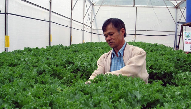 Sản xuất rau công nghệ cao tại Đà Lạt.