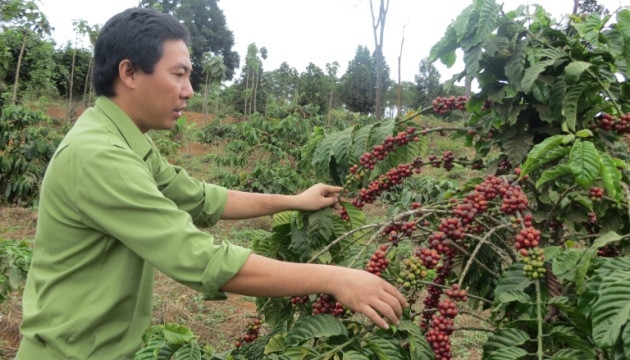 Do giá cà-phê giảm mạnh, giá nhân công tăng cao nên nhiều gia đình ở xã Trường Xuân, huyện Đác Song, tỉnh Đác Nông không thuê người thu hái để cà-phê chín trên cây.