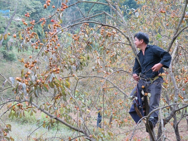 Anh Hoàng Văn Dũng, thôn Sơn Hồng, Gia Cát (Cao Lộc) đang thu hái hồng.