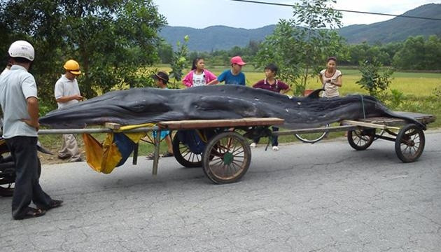 Cá voi dài hơn 6m, nặng 0,8 tấn