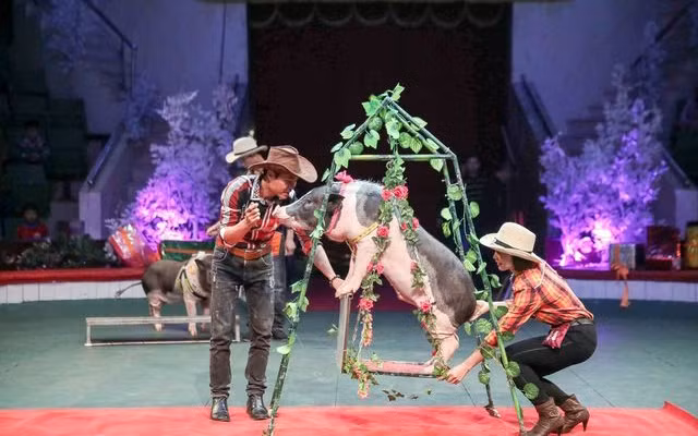 Tiết mục xiếc lợn giữ thăng bằng trên xích đu. Ảnh: TOÀN VŨ