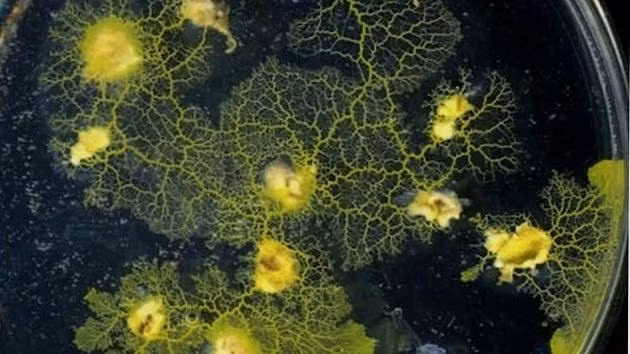 Hình ảnh phóng to của loài nấm nhầy Physarum.