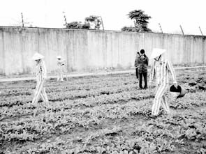 Quản giáo Trại tạm giam Thanh Hóa
hướng dẫn kỹ thuật trồng rau
cho nữ phạm nhân.