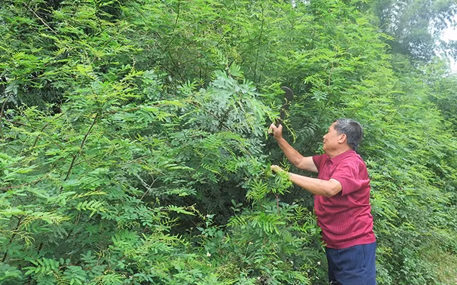 Ông Dương Ngọc Thông ở thôn Hợp Tân, xã Gia Cát, huyện Cao Lộc (Lạng Sơn) phát quang cây mai dương mọc trong vườn.
