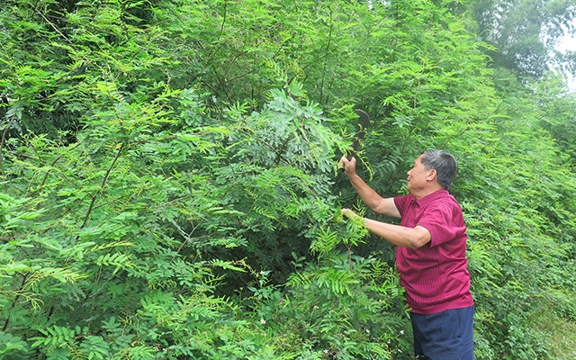 Ông Dương Ngọc Thông ở thôn Hợp Tân, xã Gia Cát, huyện Cao Lộc (Lạng Sơn) phát quang cây mai dương mọc trong vườn.