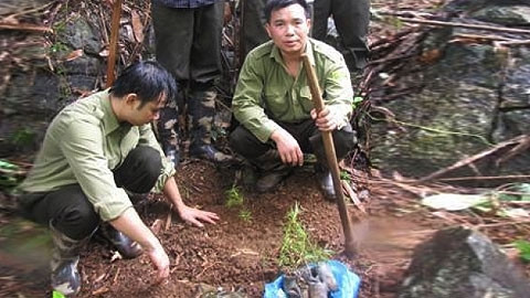 Cán bộ Khu bảo tồn thiên nhiên Kim Hỷ trồng cây du sam đá vôi.