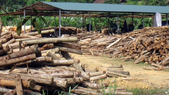 Từ khi chuyển sang sản xuất đũa, Công ty Tracimeco gây ô nhiễm môi trường.