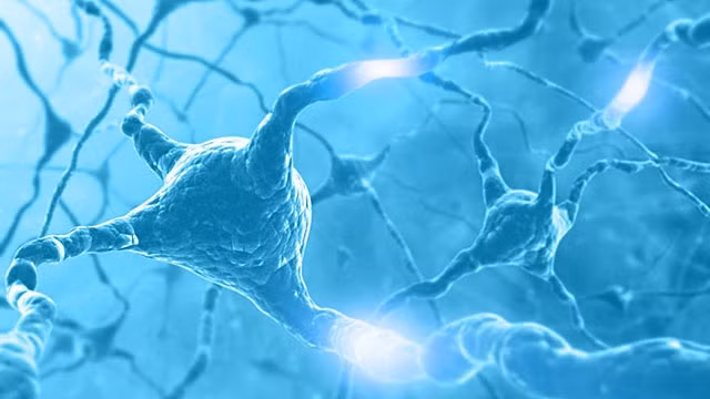 Phân tử SLO-1 làm chậm các tín hiệu từ neuron đến mô cơ. Ảnh: NEWATLAS