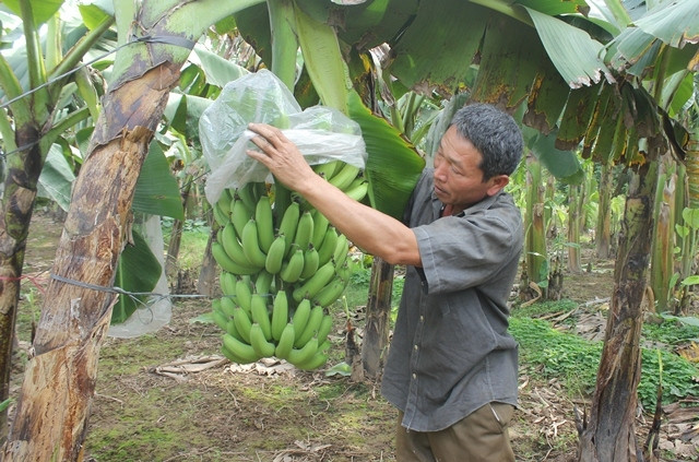 Vườn chuối tiêu hồng của gia đình ông Nguyễn Văn Tuần, xã Tứ Dân, huyện Khoái Châu, Hưng Yên.