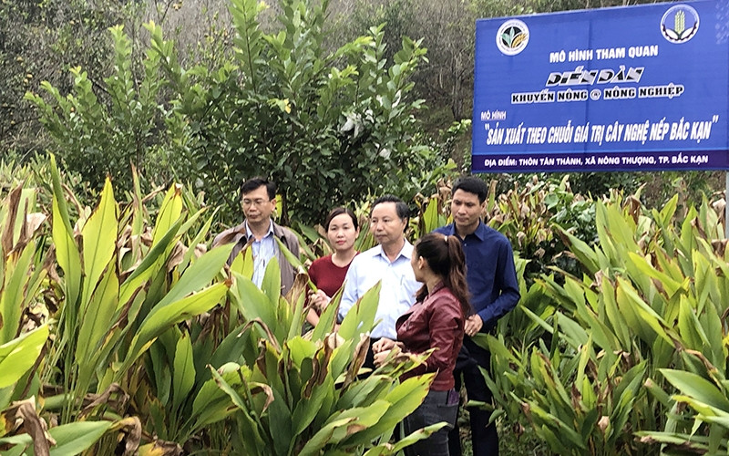 Mô hình “Sản xuất theo chuỗi giá trị cây nghệ nếp Bắc Kạn” của HTX Nông nghiệp Tân Thành, xã Nông Thượng, TP Bắc Kạn.