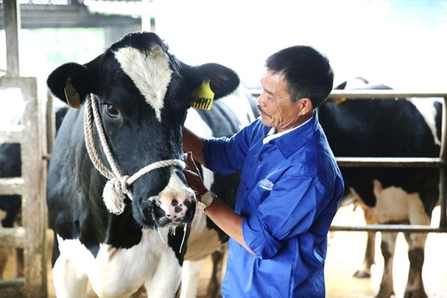 Ông Nguyễn Thạch Lỏi, ở tiểu khu 67, thị trấn Nông trường Mộc Châu là một trong những gương nông dân từ tay trắng trở thành tỷ phú nhờ bò sữa.