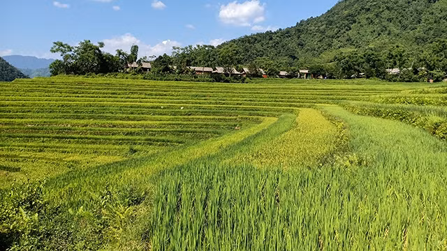 Một góc thôn Phiêng Luông.