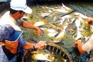 Quy trình cấp giấy chứng nhận cho hoạt động nuôi trồng thủy sản