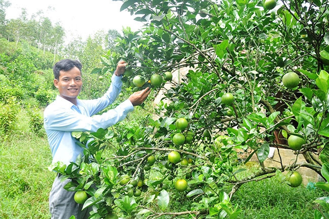 Trồng cam mang lại thu nhập cao cho người dân Hà Tĩnh nhưng cũng để lại nhiều nỗi lo do phát triển nóng.
