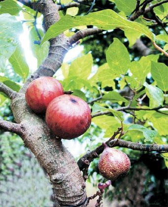 Lòng sung cũng như lòng vả...