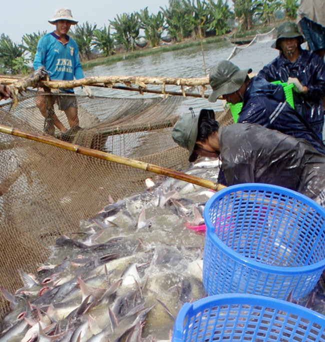 Sau nhiều lần chịu cảnh thăng trầm, người nuôi và doanh nghiệp xuất khẩu cá tra đã tìm được phương thức hoạt động hiệu quả, ổn định.