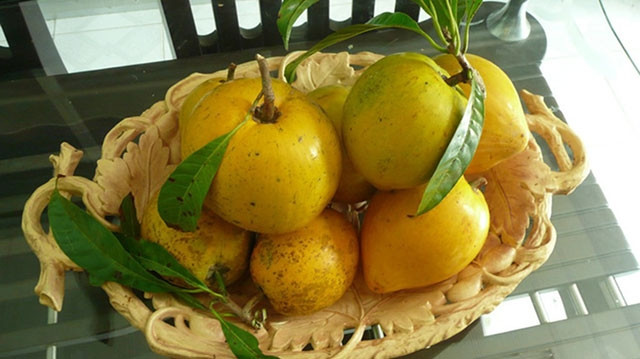 Cây đào tiên trong vườn 