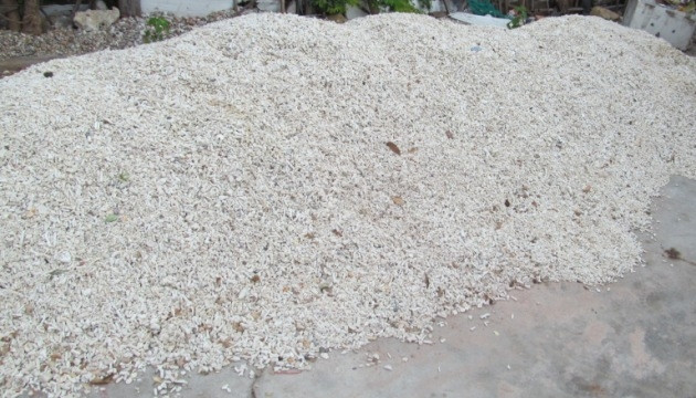 San hô vụn được các đầu lậu thu gom tại Cà Ná, huyện Tuy Phong, Bình Thuận. 