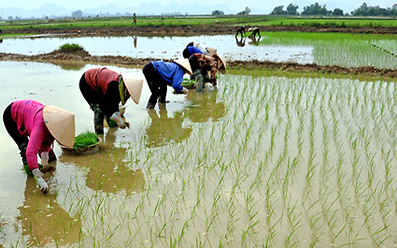 Người dân xã Gia Phú (huyện Gia Viễn, tỉnh Ninh Bình) gieo cấy lúa vụ xuân. Ảnh: MINH ÐƯỜNG