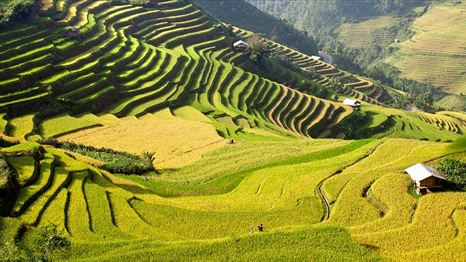 Ruộng bậc thang Mù Cang Chải được xếp hạng là Di tích danh thắng cấp quốc gia. Ảnh: SƠN TRINH