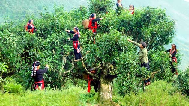Cây chè Shan tuyết cổ thụ tại Hà Giang. (Nguồn: Sở Văn hóa, Thể thao và Du lịch Hà Giang)