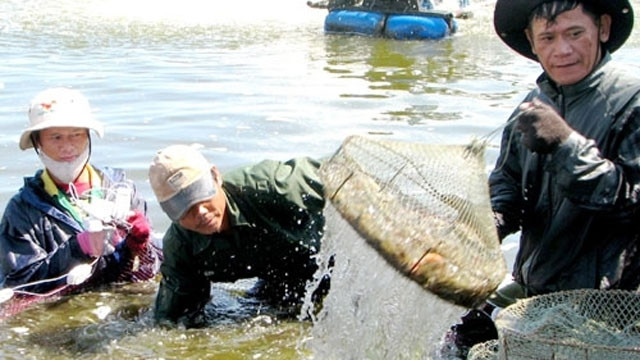 Người dân xã Điền Uôn, huyện Phong Điền (Thừa Thiên - Huế) thu hoạch tôm nuôi.