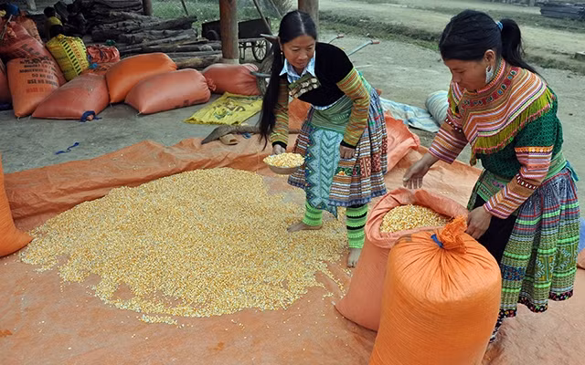 Kỹ thuật trồng ngô trên đất dốc đã giúp người dân xã Xà Hồ, Trạm Tấu (Yên Bái) nâng cao thu nhập, cải thiện đời sống.