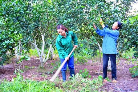 Vườn trại của gia đình chị Phan Thị Hiền sum suê cây trái.