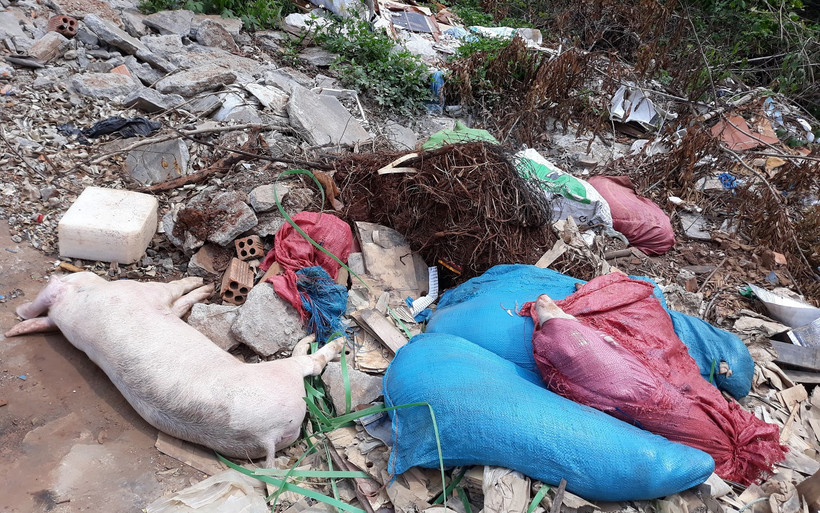 Xác hàng chục con lợn nghi bị dịch tả lợn châu Phi vứt bừa bãi dọc tuyến đường vành đai TP Buôn Ma Thuột đoạn qua địa bàn xã Cư Êbur gây bức xúc trong nhân dân.