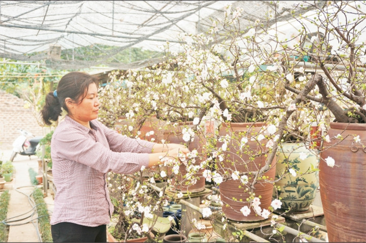 Chị Nguyễn Thị Kim Ngọc chăm sóc vườn mai.