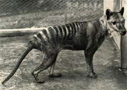 Con hổ Tasmania cuối cùng bắt được
năm 1933 và chết trong vườn thú năm 1936.