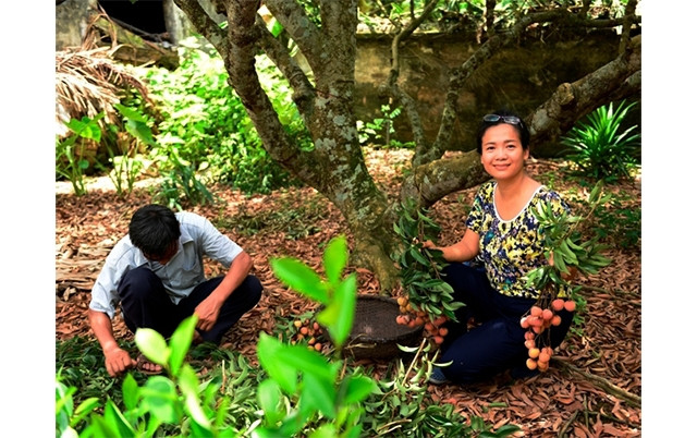 Khách du lịch trải nghiệm tự thu hoạch vải tại vườn. Ảnh: H.NAM