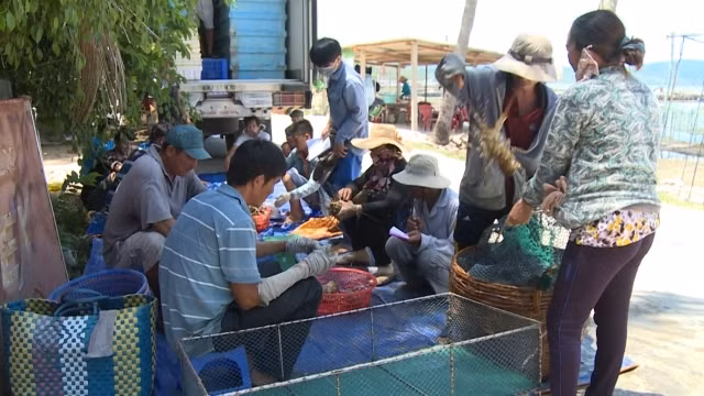 Tư thương thu mua tôm hùm ở Xuân Phương, Sông Cầu, tỉnh Phú Yên.
