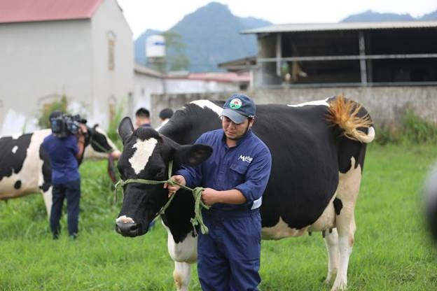 Một ngày ở nông trại bò sữa Mộc Châu