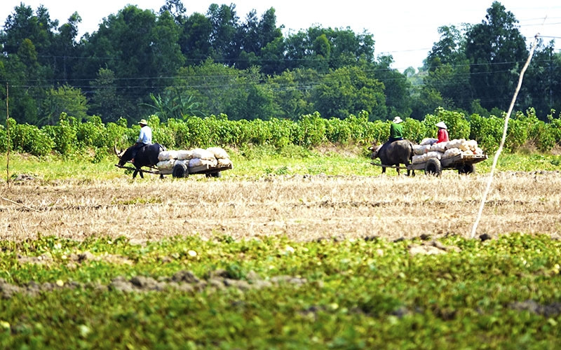Trâu cộ sản phẩm về nơi tập kết, một hình ảnh khá thân thuộc ở nông thôn.