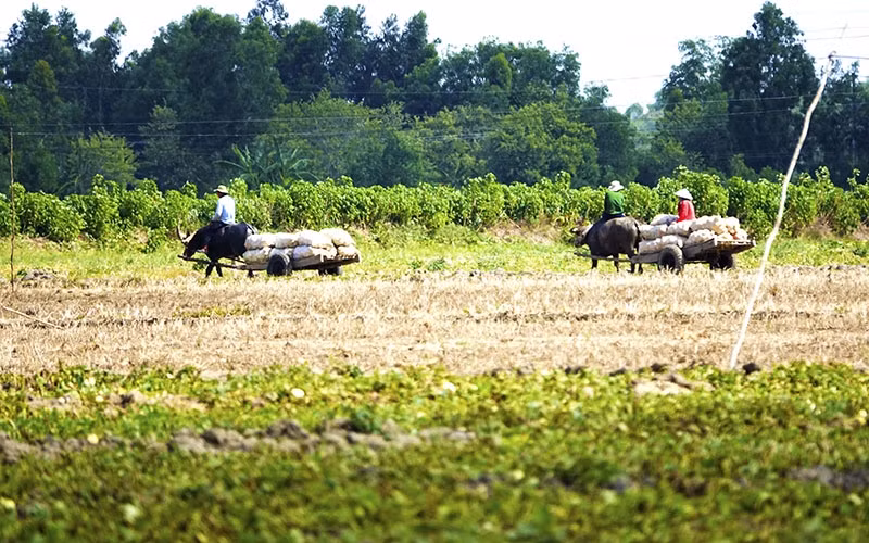 Trâu cộ sản phẩm về nơi tập kết, một hình ảnh khá thân thuộc ở nông thôn.