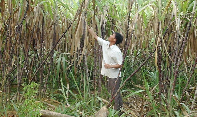 Mía tím rớt giá, nhiều hộ nông dân lao đao