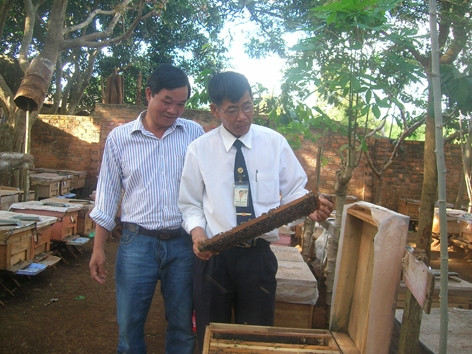 Anh Hoàng Văn Hoài ở huyện Krông Pác (Ðác Lắc) kiểm tra chất lượng đàn ong.