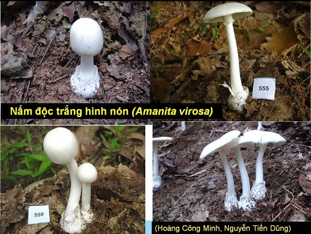 Nhiều gia đình nguy kịch tính mạng vì ngộ độc nấm rừng.