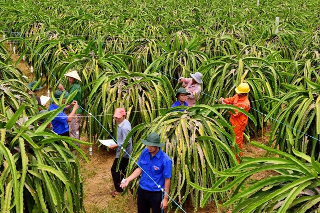  Cán bộ kỹ thuật điện lực Bình Thuận phối hợp với lực lượng đoàn viên thanh niên xuống vườn thanh long hỗ trợ kỹ thuật cho nông dân thay bóng đèn tiết kiệm điện